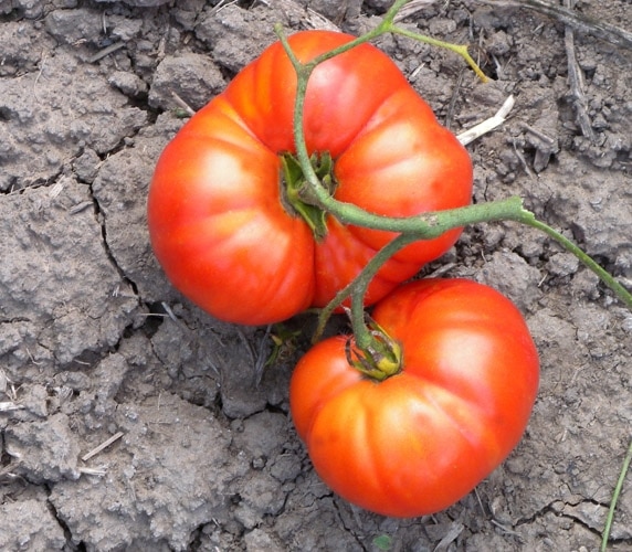 Paragon Tomato on the ground - History of Tomatoes