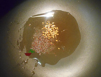Overhead view of a pan with oil, mustard seeds in oil on a pan
