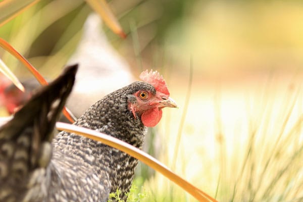 Chicken in the field - What Vegans Eat