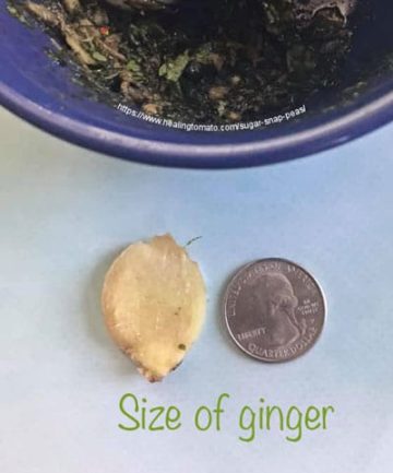 Top view of a small piece of ginger next to a US Quarter to give an idea of about the size of ginger to use in the recipe