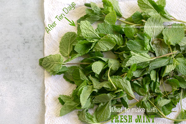 Top view of mint on paper towel with text, "after ten days" written next to it