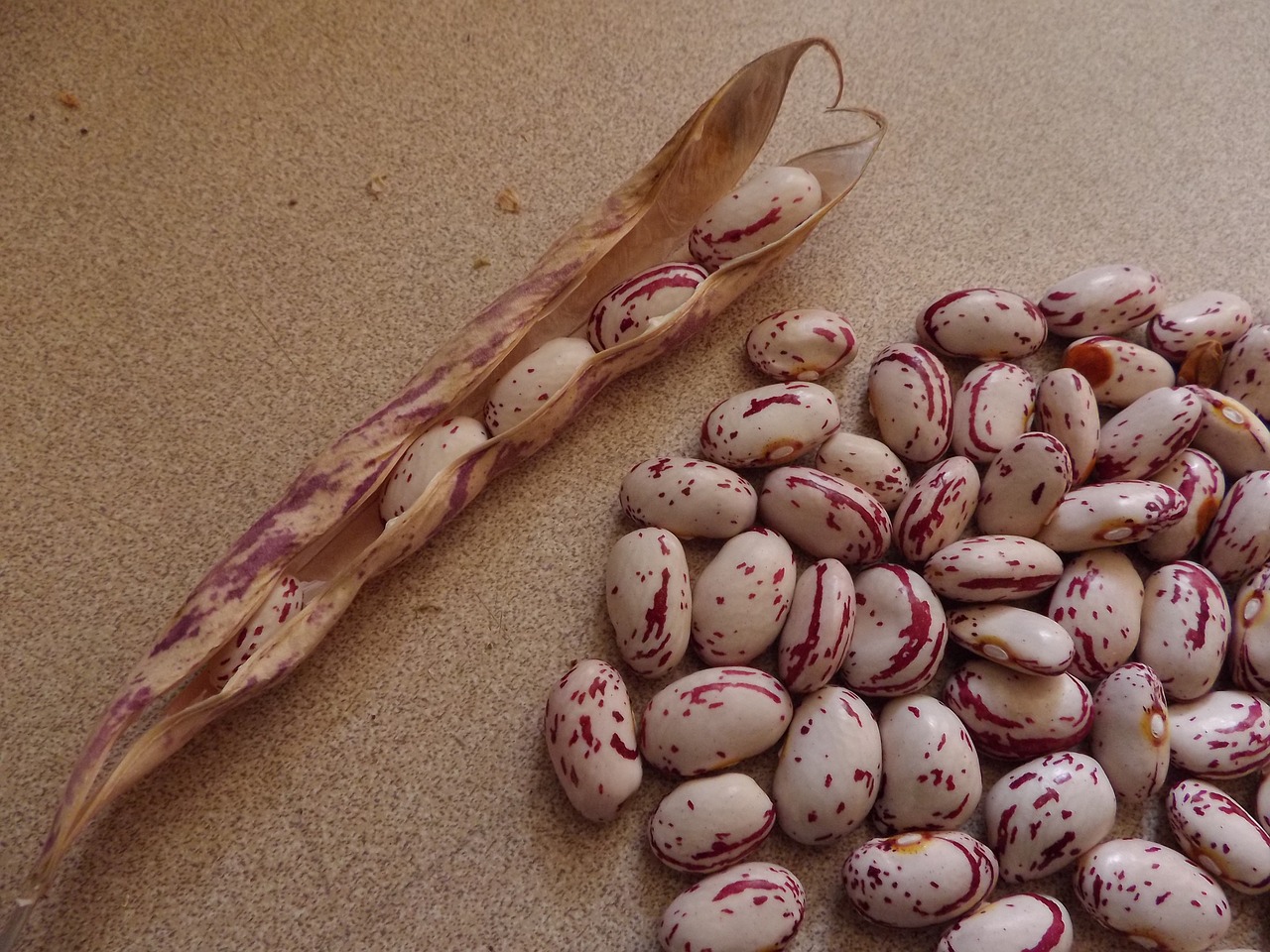 Top view of cranberry beans and their pods placed on the side - https://pixabay.com/photos/cranberry-beans-food-vegetable-red-1353042/