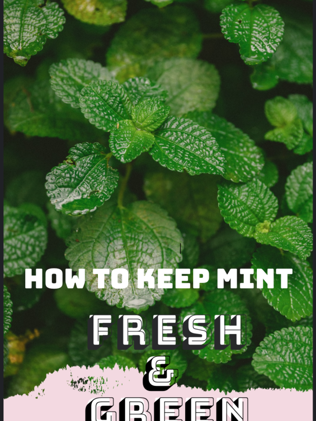 A Complete Guide to Mint!