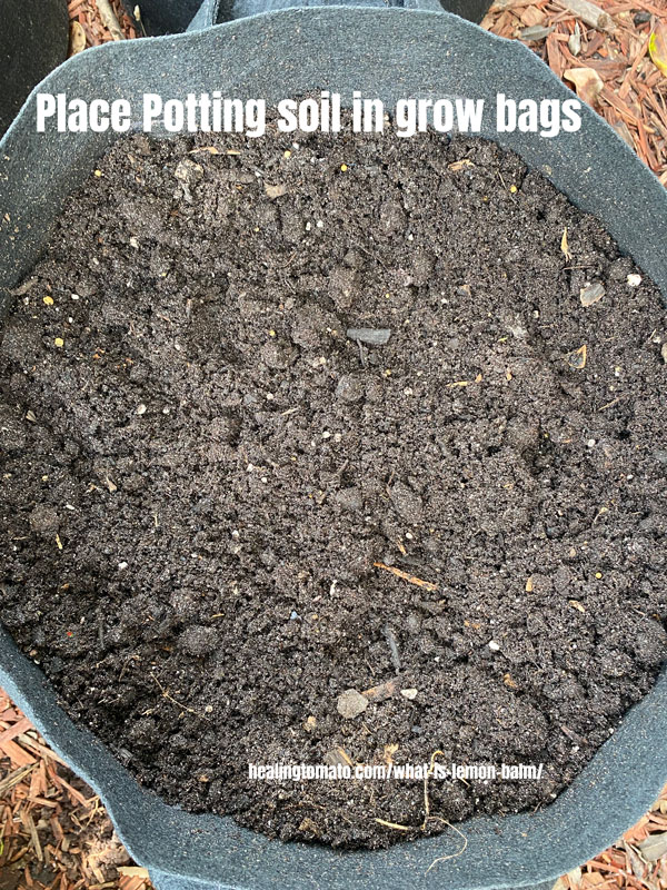 top view of potting soil in a grey grow bag