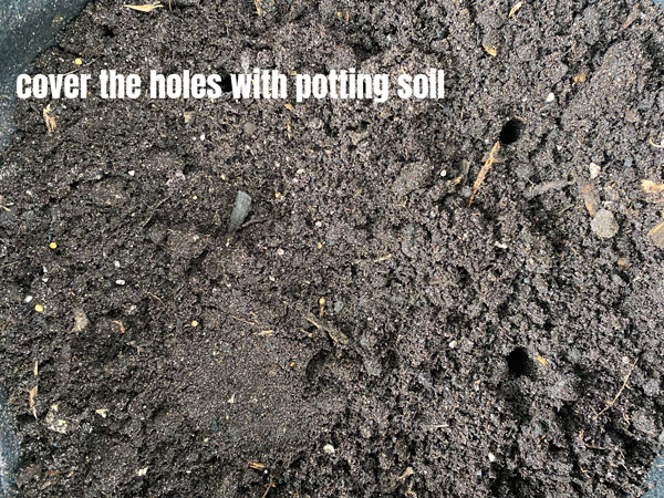 soil covering the holes where lemon balm seeds were placed