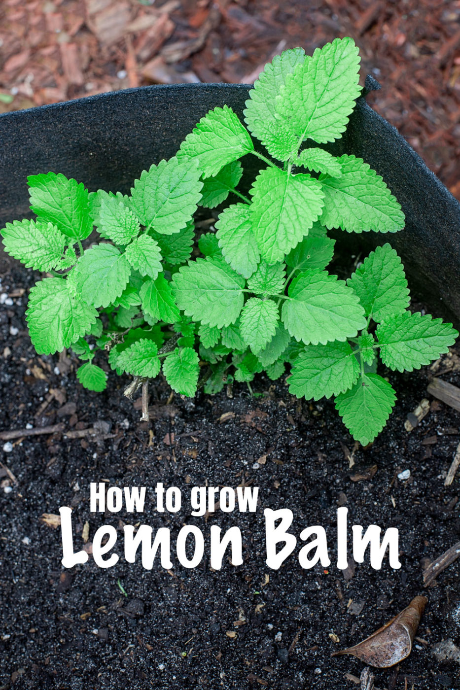 lemon balm plant in growing in a grow bag