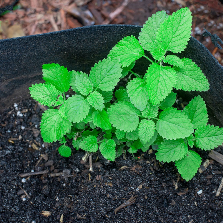 What Is Lemon Balm