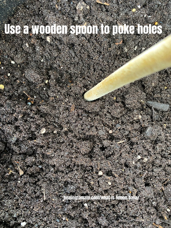 a brown wooden spoon's handle being used to make a hole for the lemon balm seeds
